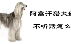 阿富汗猎犬幼犬不听话怎么办