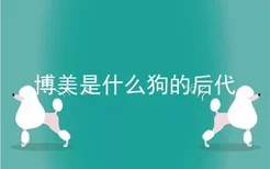 博美是什么狗的后代