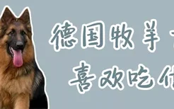 德国牧羊犬喜欢吃什么