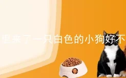 家里来了一只白色的小狗好不好