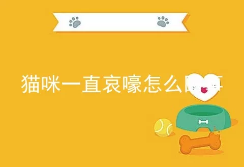 猫咪一直哀嚎怎么回事