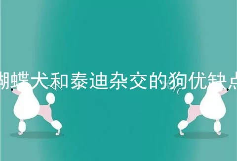 蝴蝶犬和泰迪杂交的狗优缺点