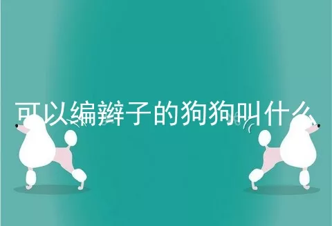 可以编辫子的狗狗叫什么