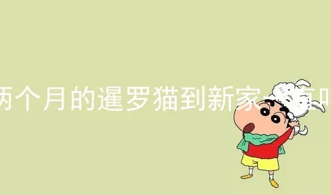 两个月的暹罗猫到新家一直叫