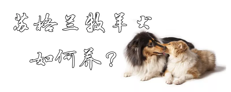 苏格兰牧羊犬如何养