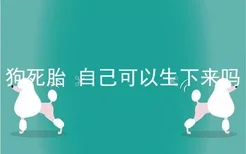 狗死胎 自己可以生下来吗