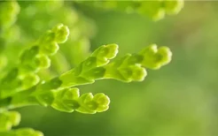水培富贵竹怎么养才能更绿