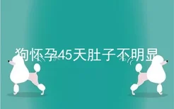 狗怀孕45天肚子不明显