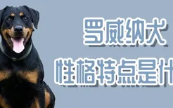 罗威纳犬性格特点是什么