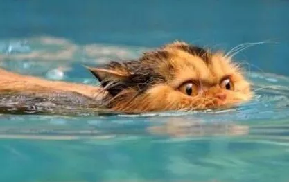 猫会不会游泳(猫会游泳吗)