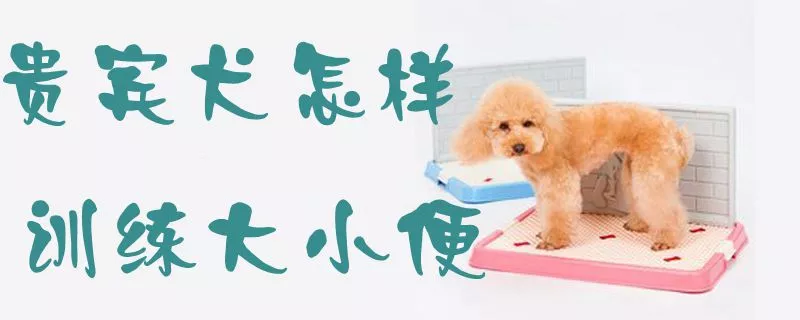 贵宾犬怎样训练大小便1