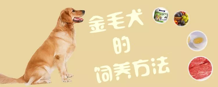 金毛犬的饲养方法1