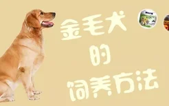 金毛犬的饲养方法