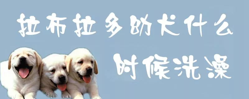 拉布拉多幼犬什么时候洗澡1