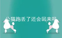 公猫跑丢了还会回来吗