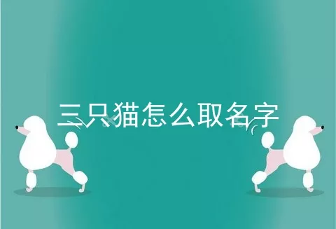 三只猫怎么取名字