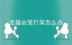 龙猫合笼打架怎么办