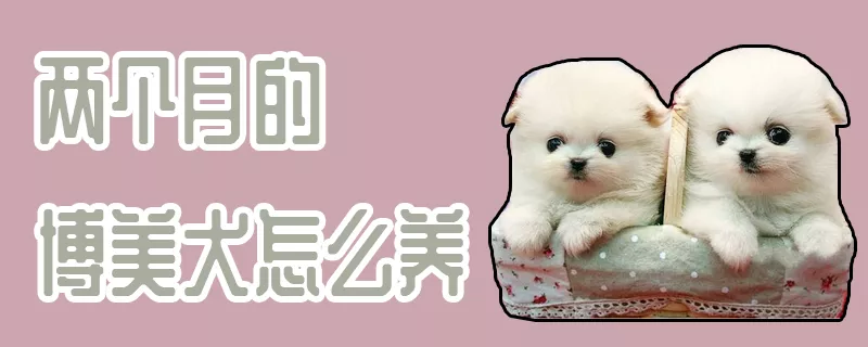 两个月的博美犬怎么养