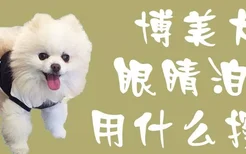 博美犬眼睛泪痕用什么擦掉