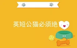 英短公猫必须绝育