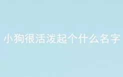 小狗很活泼起个什么名字