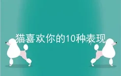 猫喜欢你的10种表现