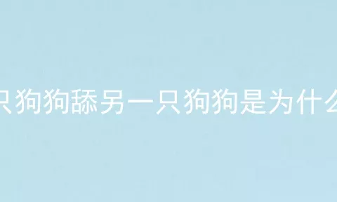 一只狗狗舔另一只狗狗是为什么啊