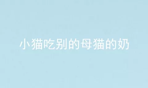 小猫吃别的母猫的奶