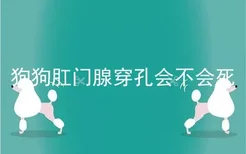 狗狗肛门腺穿孔会不会死