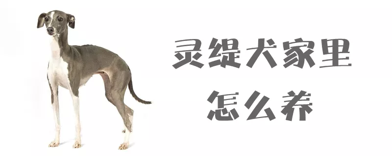 灵缇犬家里怎么养