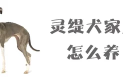 灵缇犬家里怎么养