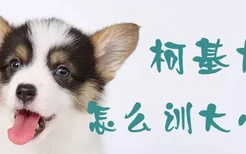 柯基犬怎么训大小便