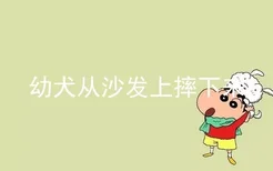 幼犬从沙发上摔下来