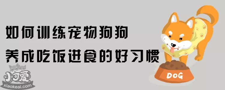 如何训练宠物狗狗养成吃饭进食的好习惯？