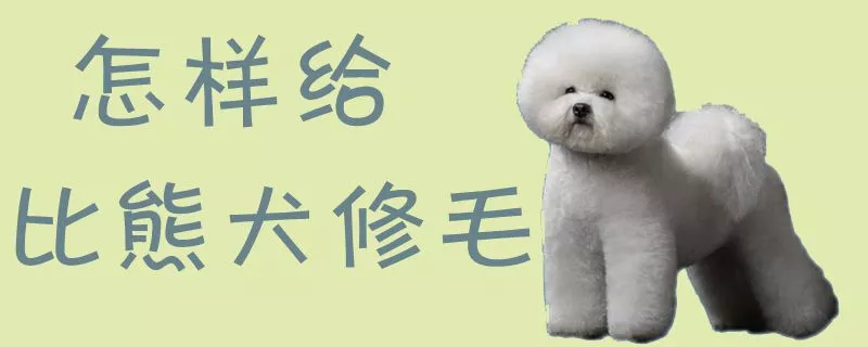 怎样给比熊犬修毛1