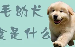 金毛幼犬零食是什么