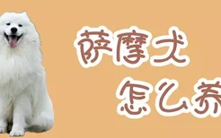 萨摩犬怎么养