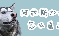 阿拉斯加犬怎么看品质