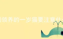 刚领养的一岁猫要注意什么