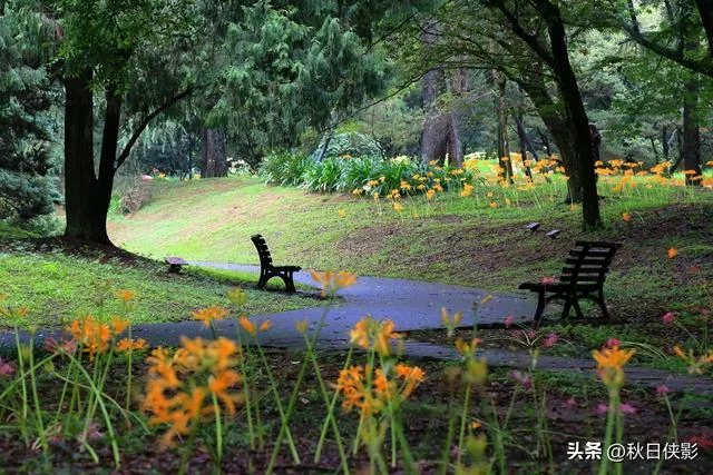 杭州新一轮花海旅游攻略（杭州这公园有一片石蒜花的海洋）(8)