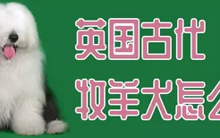 英国古代牧羊犬怎么养