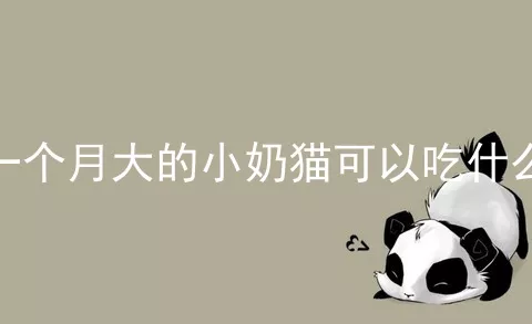 一个月大的小奶猫可以吃什么