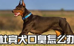 杜宾犬口臭怎么办