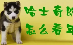 哈士奇幼犬怎么看年龄