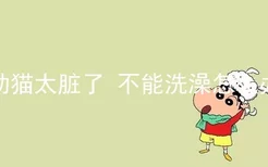 幼猫太脏了 不能洗澡怎么办