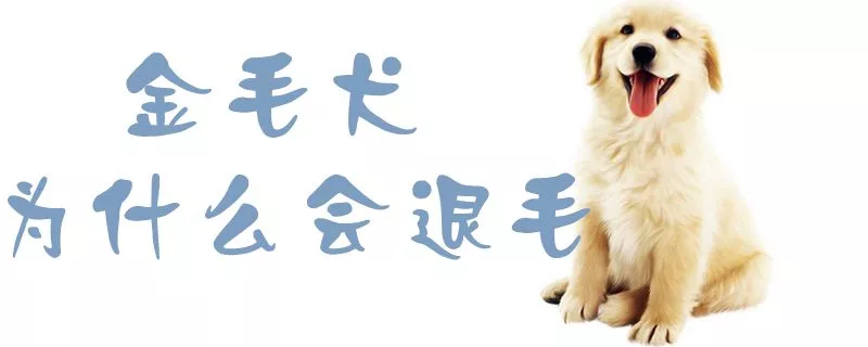 金毛犬为什么会退毛1