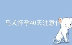 马犬怀孕40天注意什么