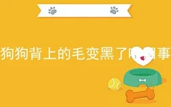 狗狗背上的毛变黑了咋回事