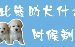 比熊幼犬什么时候剃毛