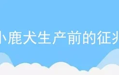 小鹿犬生产前的征兆